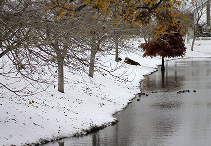 Left Out in the Cold… Protecting Our Four-Legged, Furry Friends