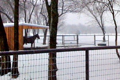 Horse Management Tips for Cold Temperatures