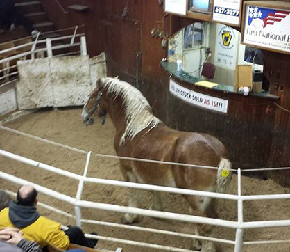 Witness to a Horse/Breeder Reuniting on the Auction Floor After 20 Years