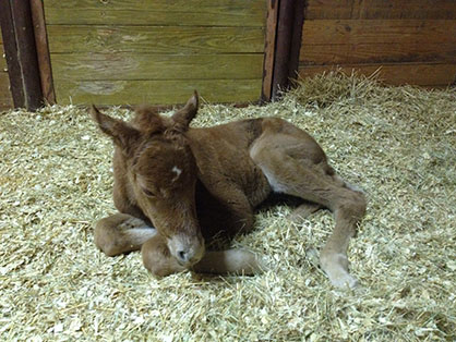 How Technology Allowed a Grandmother to be Present For a Unique Double Birth: A New Foal and A New Grandson