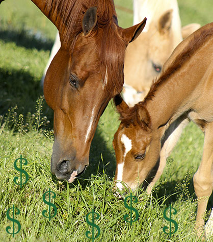 The Real Cost of Horse Ownership…