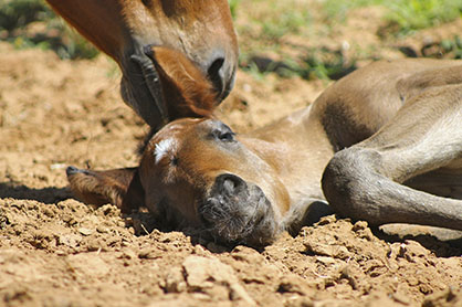 “Newborn Foals – What to Expect and When to Worry”