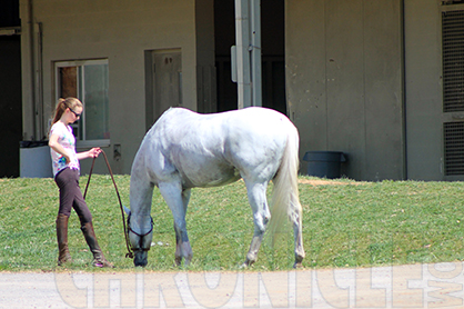 Horses Will be Used to Teach Emotional Intelligence to Nurses