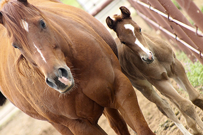 Inaugural Get of Sire and Produce of Dam Classes Come to 2014 Paint Horse Congress