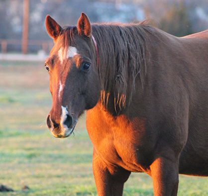 Senior Horse Nutrition Research