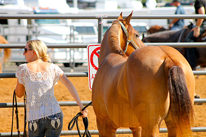 Members of Congress Meet to Discuss Importance of the Horse Industry