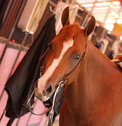 Learn How to Protect Your Horse From EHM (Equine Herpesvirus Myeloencephalopathy)