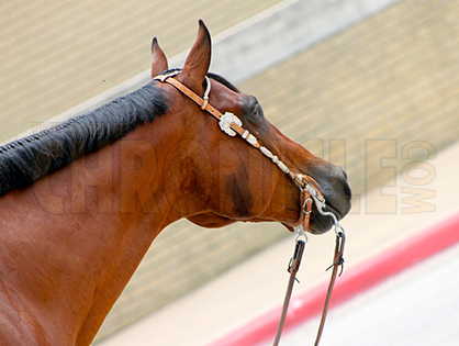 4 Proactive Steps For a Healthy Horse