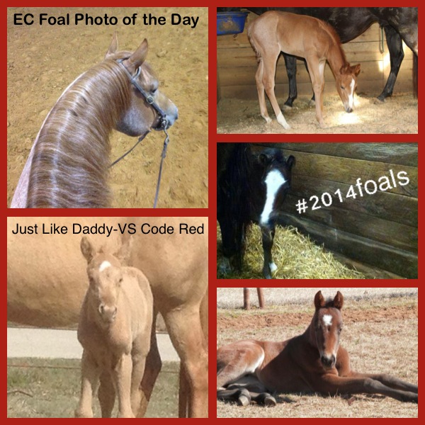 EC Foal Photos of the Day: Just Like Daddy- VS Code Red