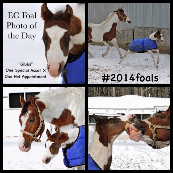 EC Foal Photo of the Day