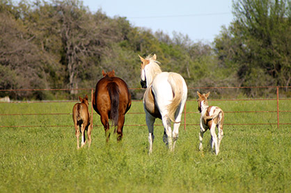 Baby Momma Drama: Can a Bad Recipient Mare Have a Negative Effect on Your Foal?