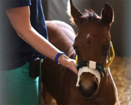 NICU Step Down Program For Sick Foals