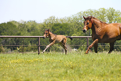 For a Healthy Horse, KISS, Keep It Simple S…..