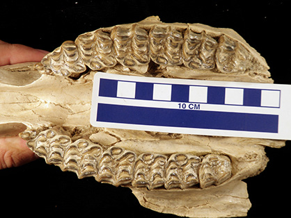 Changing Climate and Diet 16 Million Years Ago Led to Shape of Equine Teeth Today