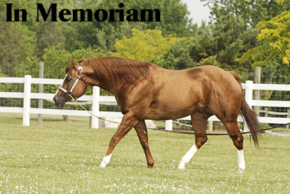 Lori Watkins Reflects on the Passing of Notable AQHA Sire, Vested Pine