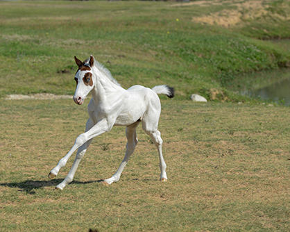 EC Foal Photo of the Day: Meet Waylon