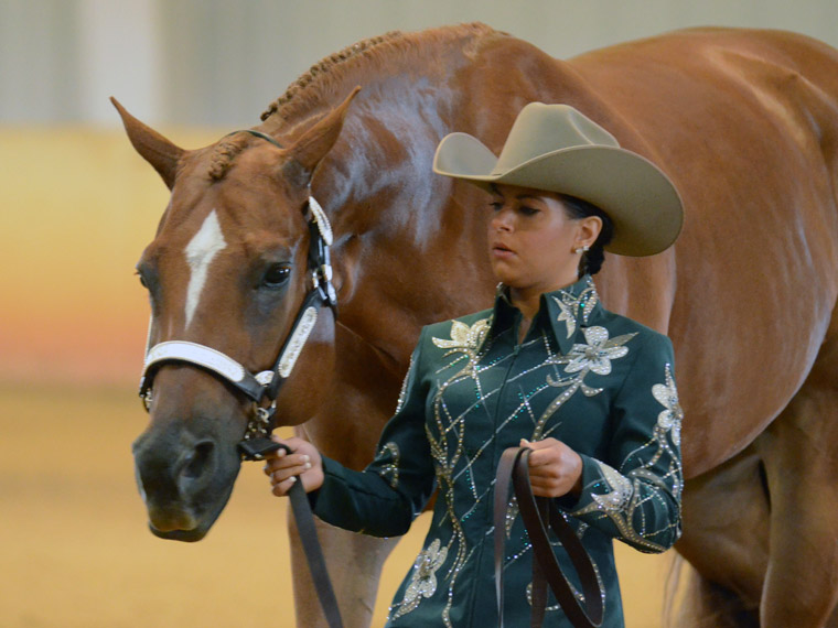 APHA Announces 2013 Year-End Top Amateurs | Equine Chronicle