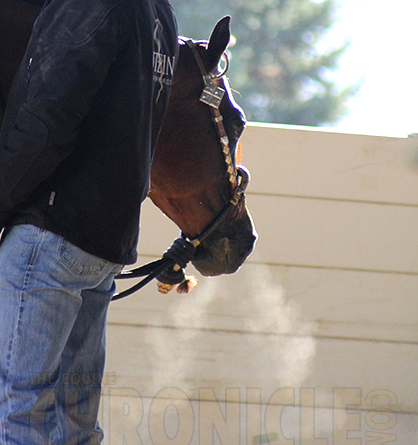 Pulmonary Fibrosis: Deadly Lung Disease Affects Horses, Dogs, Cats, and Humans