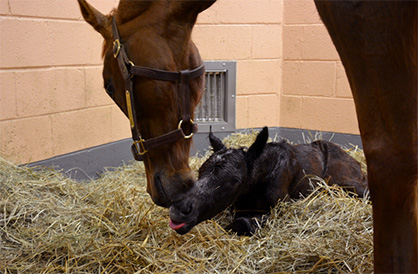 More Than 133,000 People From 112 Countries Tuned in to Watch Birth of Foal Online