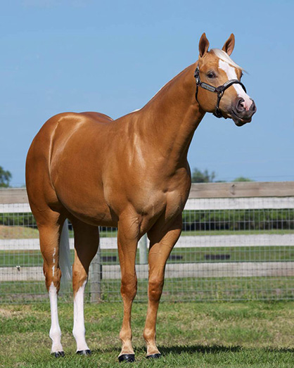Pro Horse April Online Auction Features PHBA World Champion, Top Prospects, and Show Horses