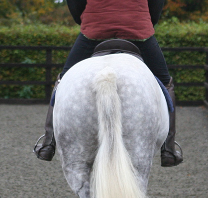 Study Reveals Hind Limb Lameness is Biggest Cause of Saddle Slip in Horses