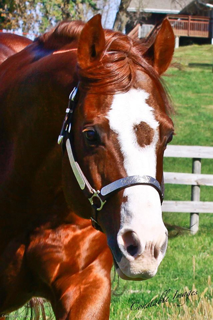 APHA/AQHA Sire, He’s Suddenly Famous, Dies in Tragic Trailer Accident