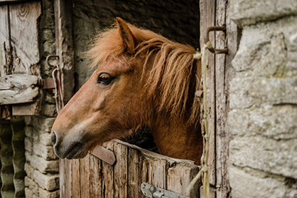 Horse Owners Beware of Sycamore Poisoning