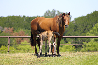 Fall Horsekeeping Tips