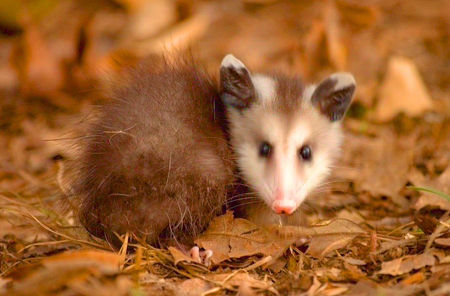 Are Rabies Vaccines Really Necessary For Your Pet?