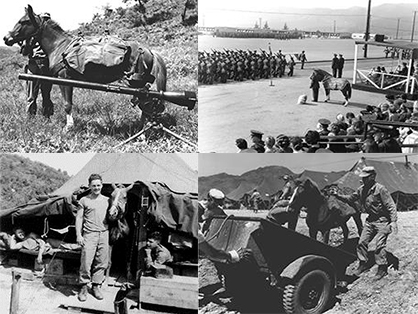 Memorial Day 2014- The Horse That Was a Marine