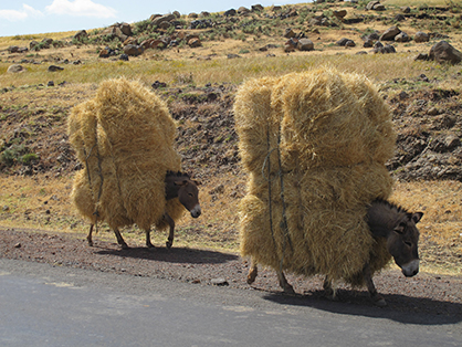 Think Your Job is Tough? Try Being a Working Equine