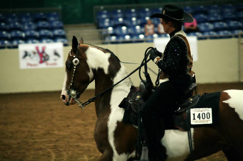 Day 3 Photos and Results From 2014 Pinto World Show