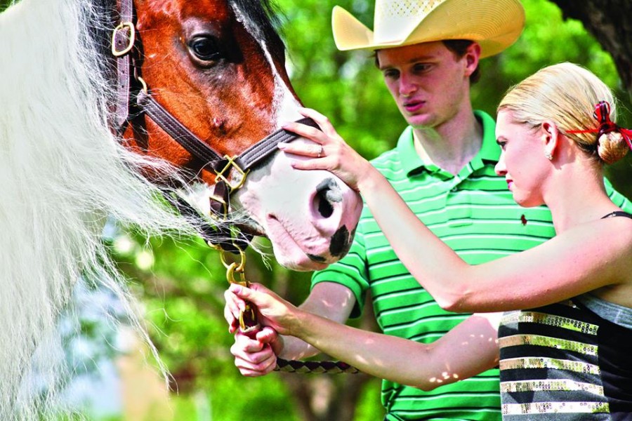 Day 10 Results and Photos From 2014 Pinto World Show Equine Chronicle