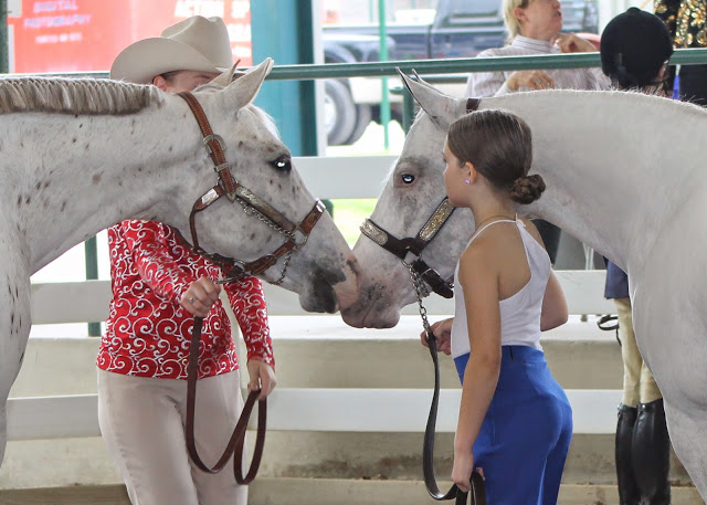 2014 Around the Rings at GQHA’s Novice May Shows