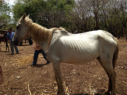 Emergency Feeding of Working Horses in Nicaragua Has Begun