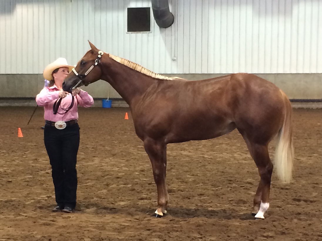 2014 Around the Ring Photos at Jerry Wells Memorial Scholarship Halter Futurity