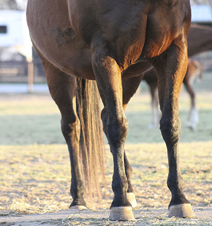 The Link Between Equine Gut and Immunity