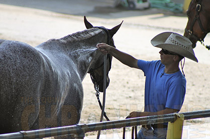 10 Hot Weather Tips For Horses