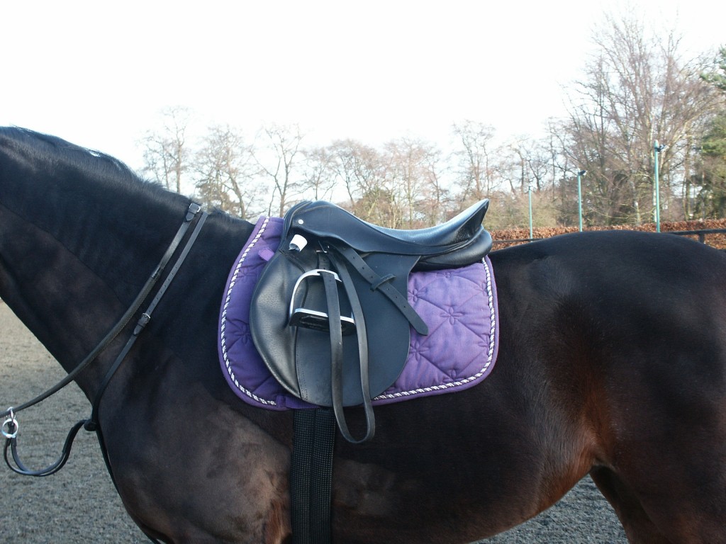 IllFitting Saddles Are Culprits For Horse AND Rider Back Pain, New
