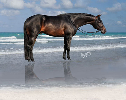 AQHA Stallion, Iron Age, Donated to Ohio State University, Per Final Wishes