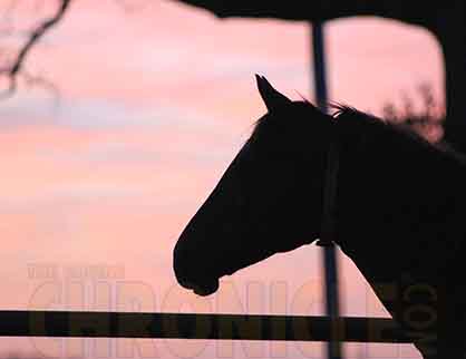 Lyme Disease in Horses, More Questions Than Answers