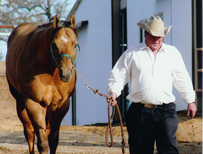 Halter Horse Industry Legend, Mr. Yella Fella, Has Passed Away at Age 19