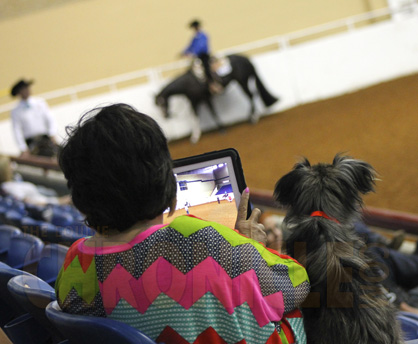 Equine Chronicle Color Classic and Buyer’s Choice 2-Year-Old Western Pleasure Videos