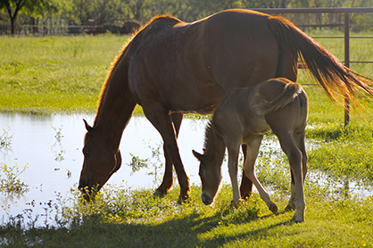 Mud Management Key to Equine Health And Safety During Wet Weather