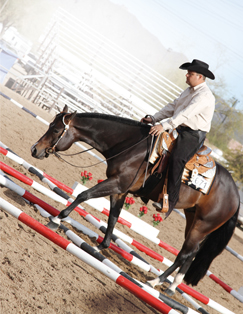 Green Level 1 Classes Make Their Debut at the AQHA World Show