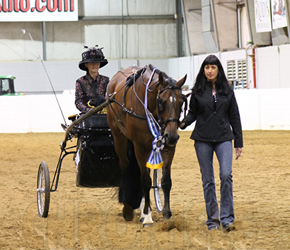 Shelley Shepherd Wins First Congress Title in Amateur Pleasure Driving With Must Be A Detail