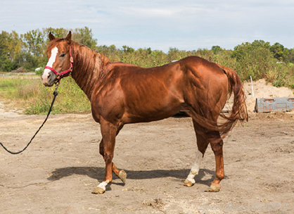 Latest Update on Bingham Herd of 75 Quarter Horses in Desperate Need of Homes
