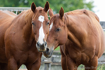 UPDATE: 75 Registered Quarter Horses Abandoned and in Desperate Need of Homes