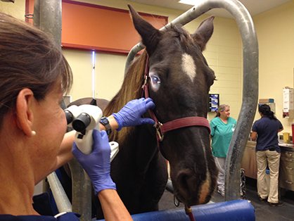 Horses With Eye Problems Receive Their Own Specialist