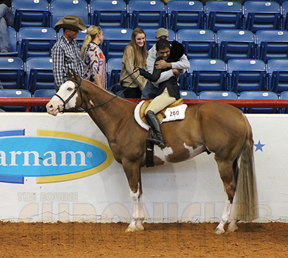 2014 APHA World Show Classic and Masters Sr. HUS Wins Go to Coleen Bull and Jessica Kopp